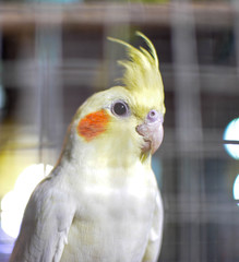 blue and yellow macaw