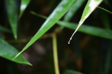 drops of dew on a grass