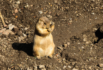 squirrel eating a nut