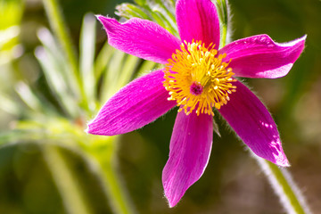 Violette Blüten von Kuhschellen im Gegenlicht zaubern ein Gefühl von Frühling und Muttertag in...