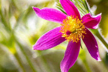 Violette Blüten von Kuhschellen im Gegenlicht zaubern ein Gefühl von Frühling und Muttertag in...