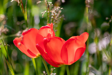 Blumenwiese mit roten Tulpen in voller Blüte im Frühling leuchten im Gegenlicht vor unscharfem...