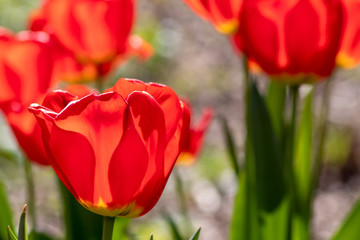 Blumenwiese mit roten Tulpen in voller Blüte im Frühling leuchten im Gegenlicht vor unscharfem Hintergrund in einem schönen Garten mit Feld und floralen Frühlingsgefühlen und Frühlingsboten