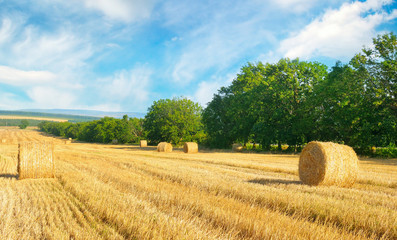 Straw bales on a wheat field and blue sky.