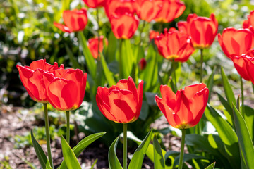 Blumenwiese mit roten Tulpen in voller Blüte im Frühling leuchten im Gegenlicht vor unscharfem...