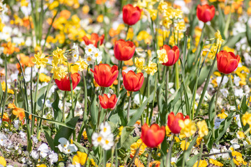Blumenwiese mit roten Tulpen, gelben Tulpen, weißen Blüten und gelben Blüten zeigt den Frühling...