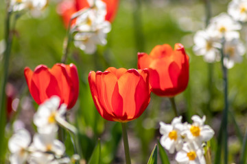 Blumenwiese mit roten Tulpen in voller Blüte im Frühling leuchten im Gegenlicht vor unscharfem...
