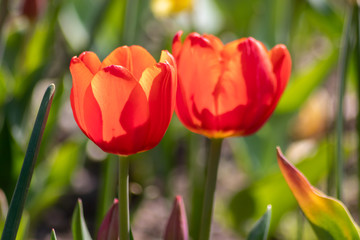 Blumenwiese mit roten Tulpen in voller Blüte im Frühling leuchten im Gegenlicht vor unscharfem...