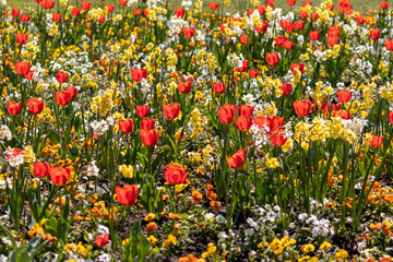 Blumenwiese mit roten Tulpen, gelben Tulpen, weißen Blüten und gelben Blüten zeigt den Frühling...