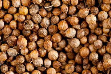Coriander grains shot large on a wooden background. Background for spices and cuisine.