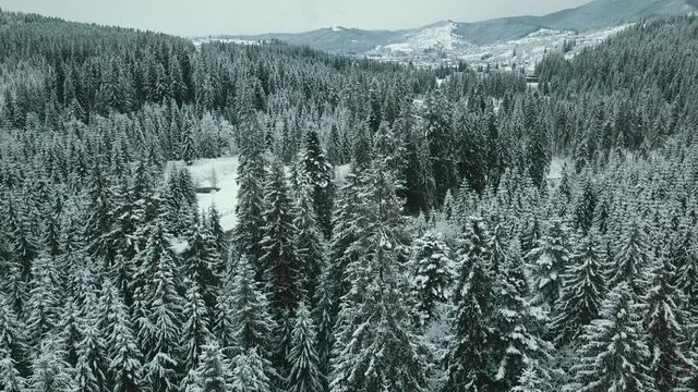 Forward aerial to snowy valley with woods forest at Sella pass.Sunset or sunrise,cloudy sky.Winter Dolomites Italian Alps mountains outdoor nature establisher.4k drone flight