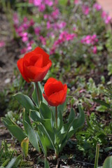 チューリップの花