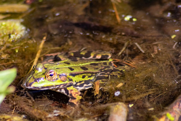 Grüner Wasserfrosch lauert im Wasser auf Insekten wie Fliegen mit großen leuchtenden Augen im Sonnenschein im Teich im heimischen Garten und quakt zur Paarungszeit