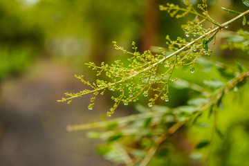 close up of green grass