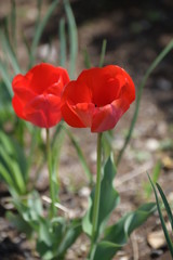 チューリップの花