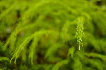 green grass background