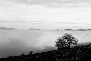A tree silhouette above a sea of fog and mountains with snow at the distance