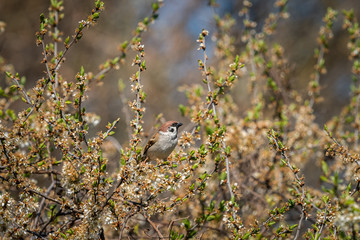 Eurasian Tree sparrow sitting in a bush