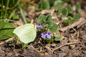 A common brimstone butterfly sitting on a flower on a sunny day in summer