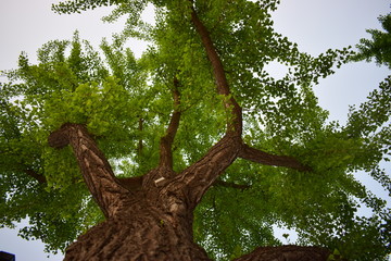 Naklejka premium tree, leaf and blue sky
