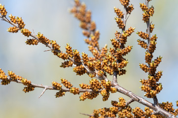 A branch of a sea buckthorn in early springtime