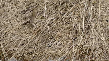texture of straw