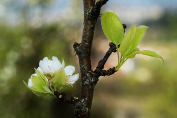 blooming apple tree on blurred background 