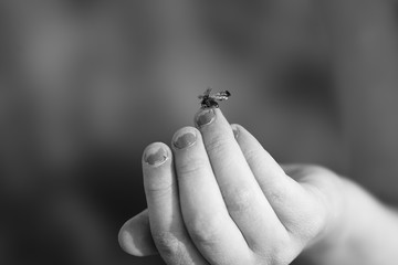 ladybug gonne fly away 