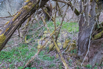 wild forest in czech natural park