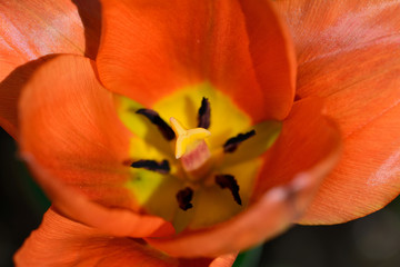 Red tulips in spring close up