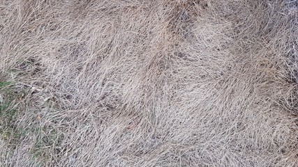Background desktop wallpaper dry grass
