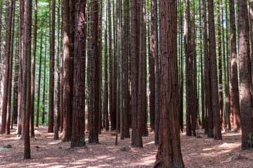 Sequoia trees at redwood forest. Rotorua. New Zealand