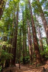 Sequoia trees at redwood forest. Rotorua. New Zealand