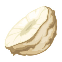 Parsnip or radish root, organic ingredient, healthy food