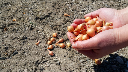 The hand of a female farmer holds a handful of small orange onion seeds for planting. Planting season. Agricultural work. The earth is the soil out of focus. Places for text.