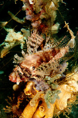 Shortfin lionfish, Dendrochirus brachypterus, Sulawesi Indonesia.