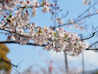 桜
