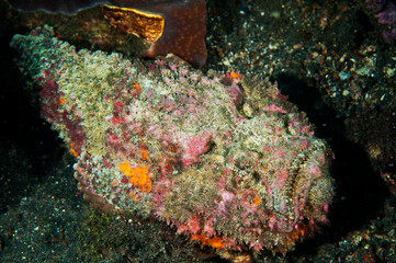 Stonefish, Synanceia verrucosa, Sulawesi Indonesia.