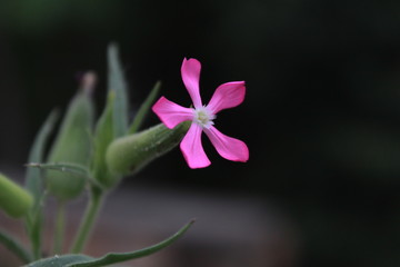 close up of a pink flower