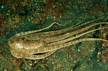 Obraz na płótnie Canvas Longarm octopus, Abdopus sp., Lembeh Strait Sulawesi Indonesia