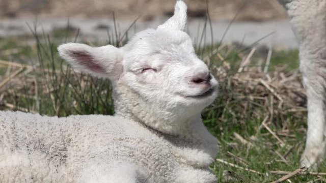 Cute lamb lying on meadow in springtime and looking
