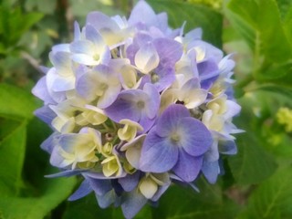 hydrangea flower image,beautiful hydrangea, blue flower,gardening plant, blur flower wallpaper image