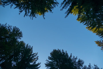 wild forest in czech natural park