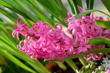 Pink hyacinth blooms as a good spring background. Beautiful spring flowers of pink hyacinth close-up.