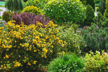 Decorative flowerbed with flowering shrubs and flowers in the Park.