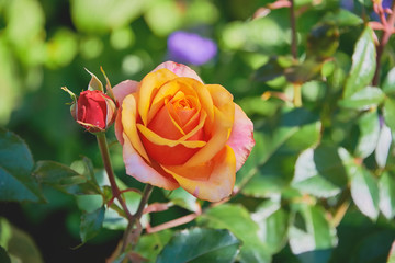 One natural beautiful yellow rose close-up on a green Bush.