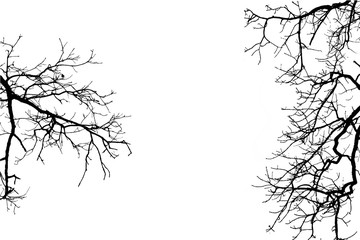 Silhouettes of branches  of trees isolated on white. Vector illustration