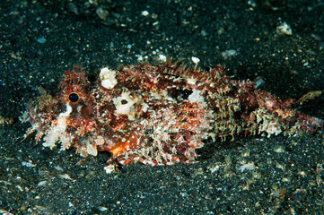 Poss scorpionfish, Scorpaenopsis possi, Sulawesi Indonesia.