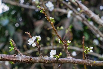 Plum blossom in the garden