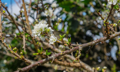 Plum blossom in the garden